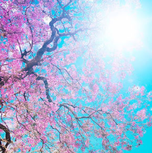 Meet your Posher, Abigail